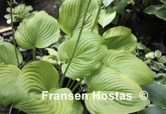 Hosta Raving Beauty